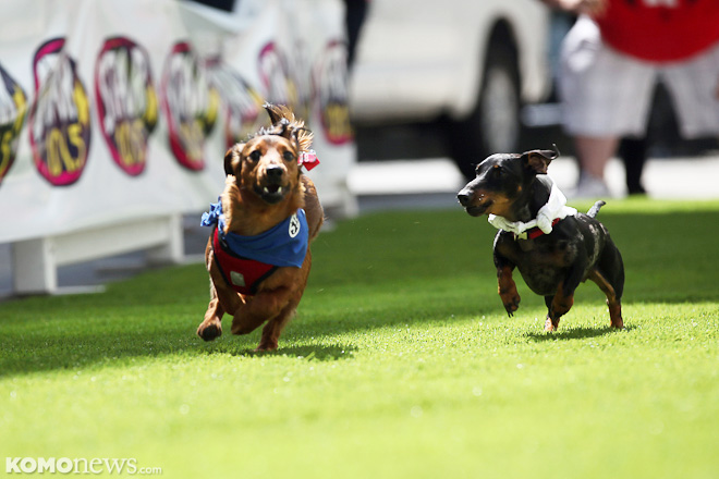 "16TH Annual Weiner Dog Races"