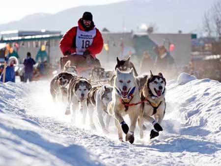 KMBQ named offical station of the 2013 Iditarod