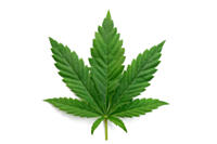 cannabis-2022-2022-06-24.jpg